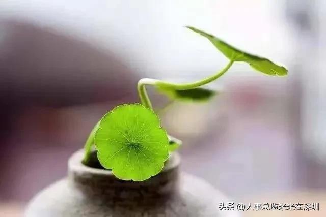 人事经理常见面试问题,面试总监问题及回答技巧