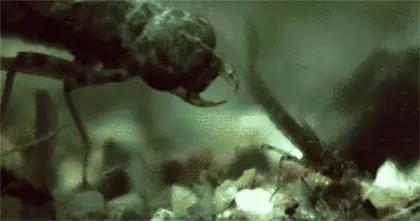 舌头是最强韧有力的肌肉，为什么人类不进化出用舌头打架？