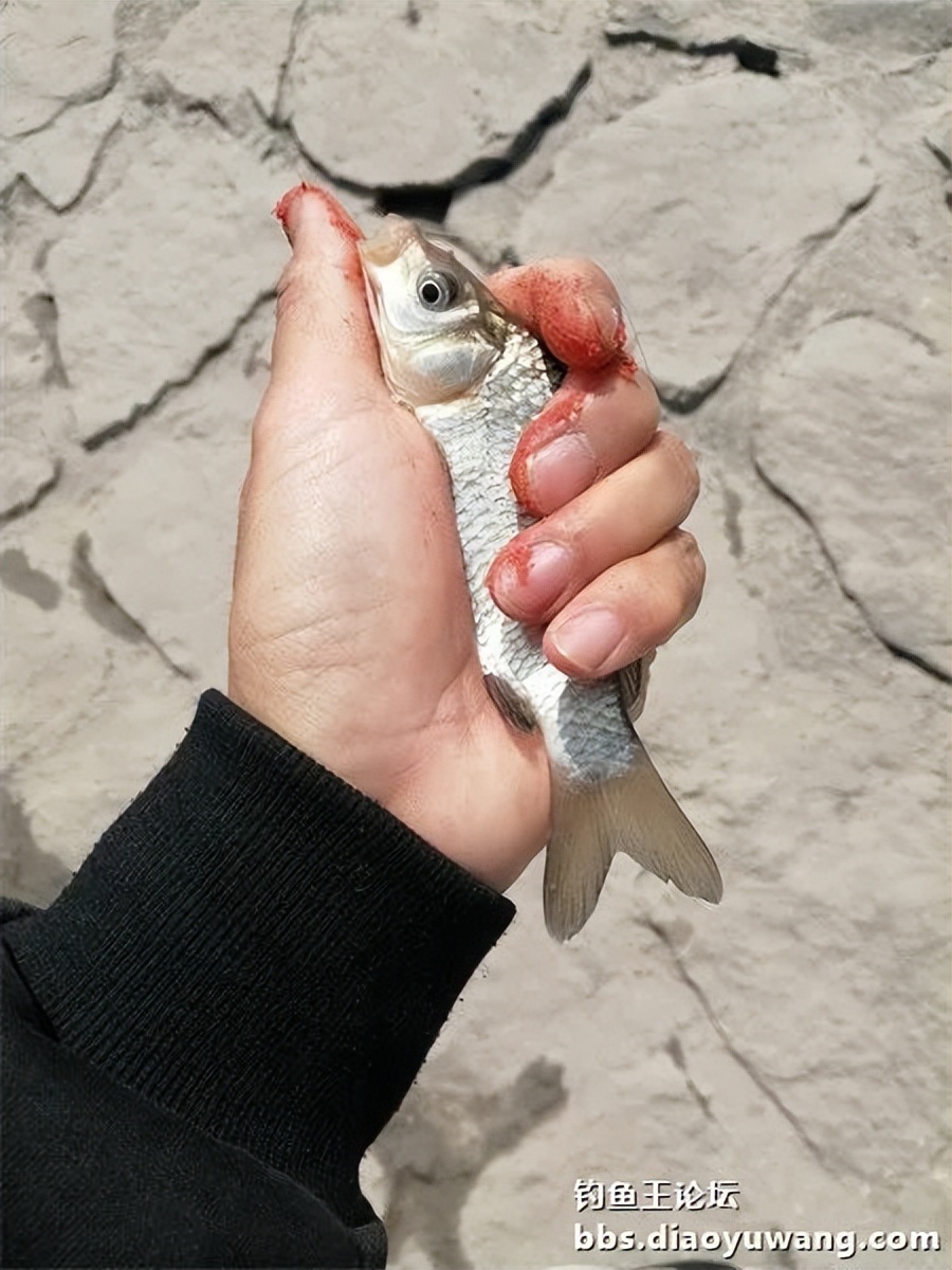 钓鱼王饵野钓破百尾