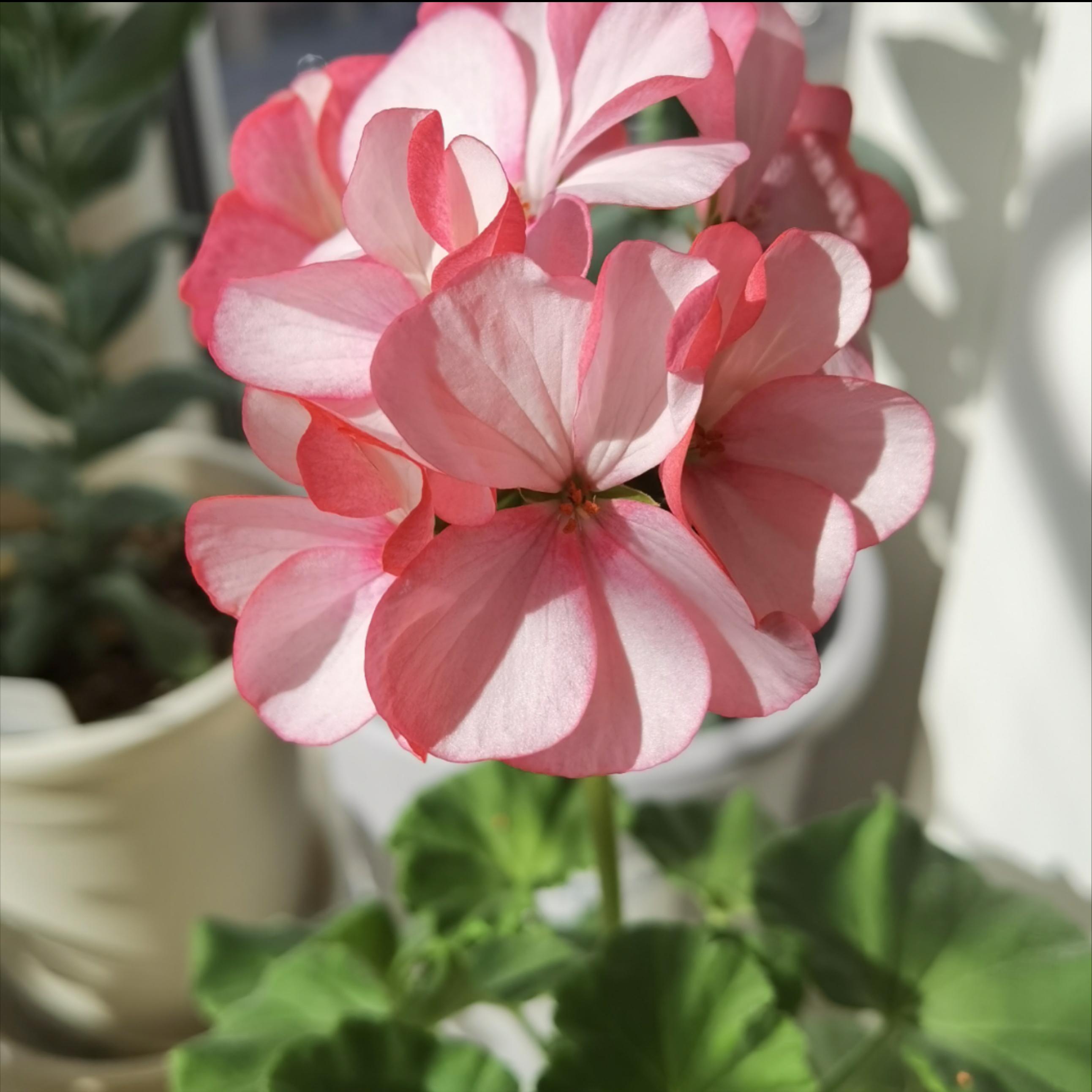 天竺葵叶子发黄原因怎样处理,天竺葵叶子发黄是什么原因引起的