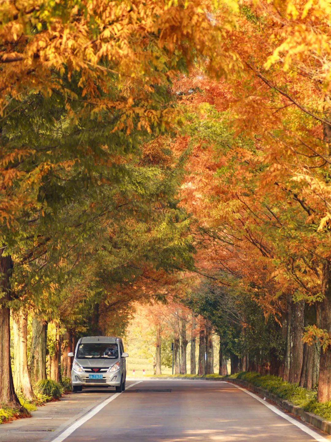 杭州秋日游攻略,杭州秋色上线这些赏秋地风景极佳