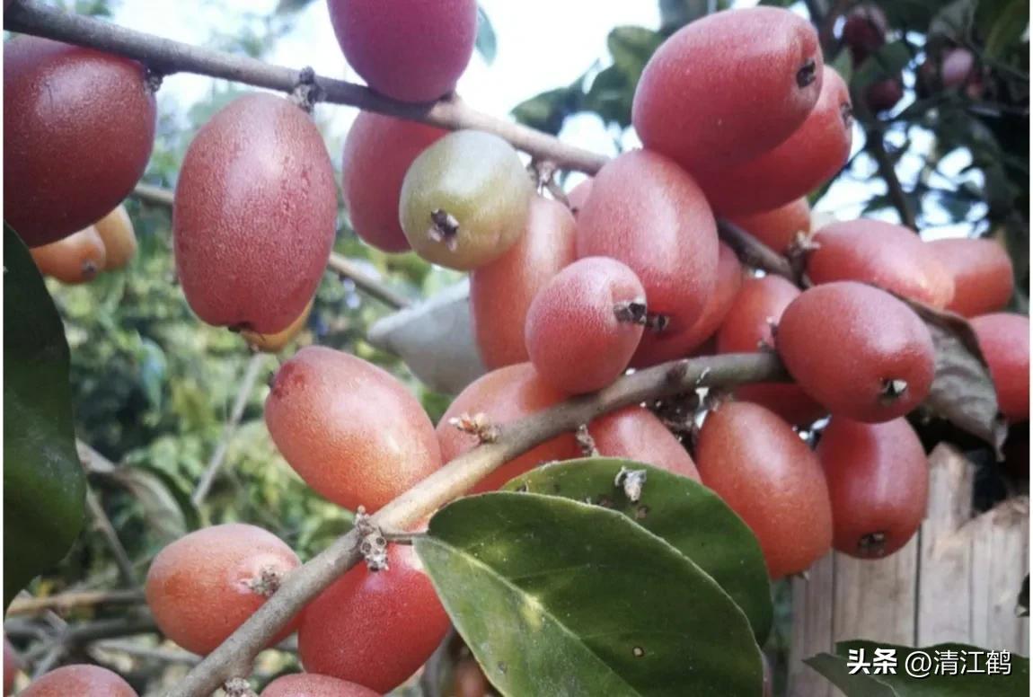 很多人没见过的奇怪生物,都没见过的奇特瓜果蔬菜