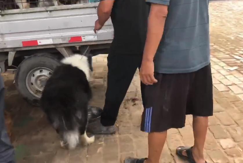 600元边牧幼犬出售,600元边牧犬出售