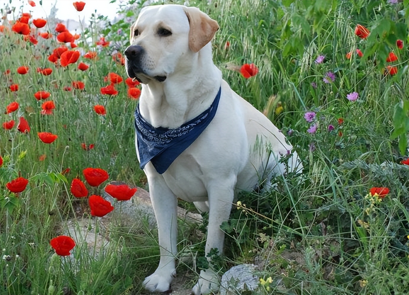 狗界寿命短的9种狗,狗狗的寿命最多能活多久