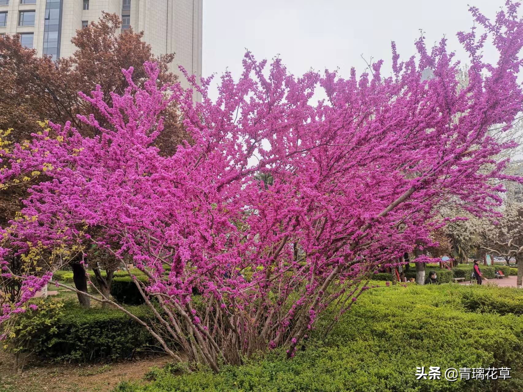 如果有了自己的院子你会种什么,如果有个院子会种什么果树