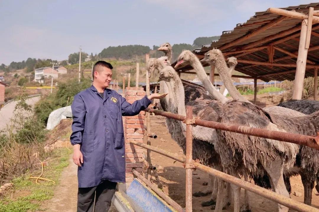 大学生养殖鸵鸟创业,80后青年农民养殖鸵鸟