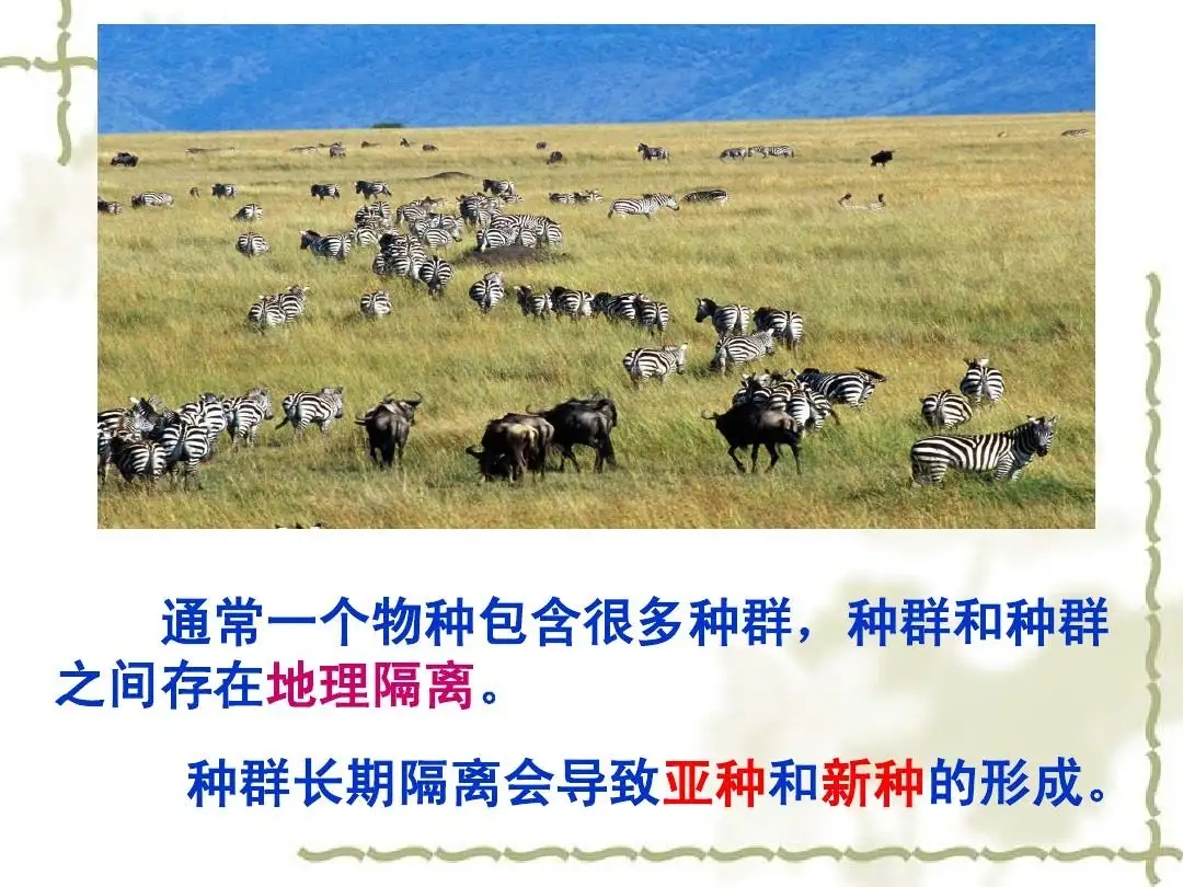 老虎狮子为什么可以杂交,为什么狮子和老虎能杂交