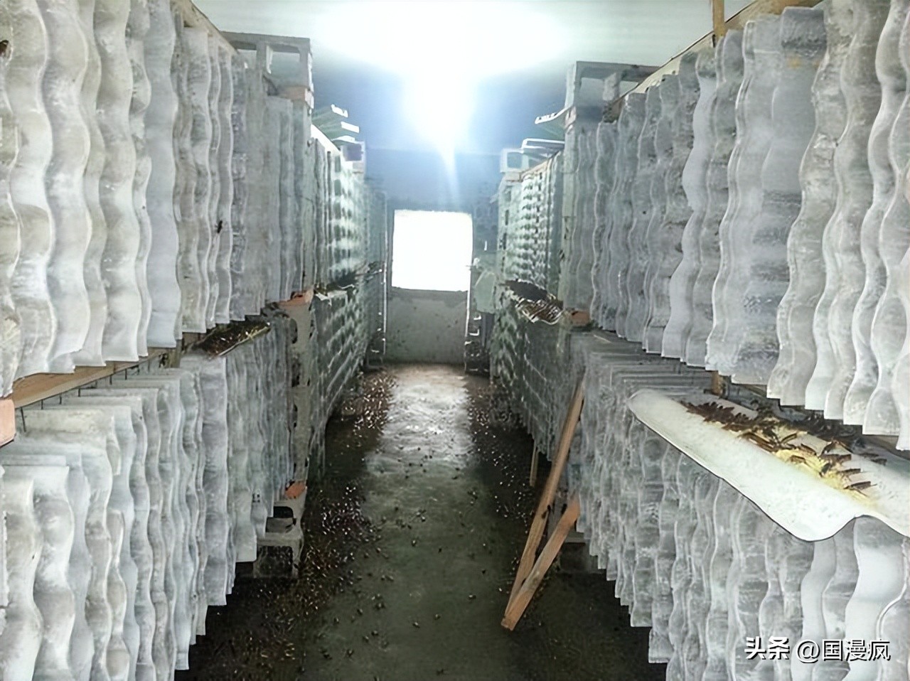 全国最大的蟑螂养殖基地在哪里,中国蟑螂养殖第一人