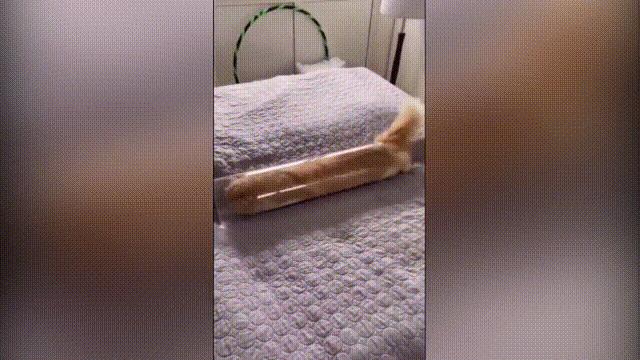 液体猫是真的吗,为什么都说猫咪是液体猫