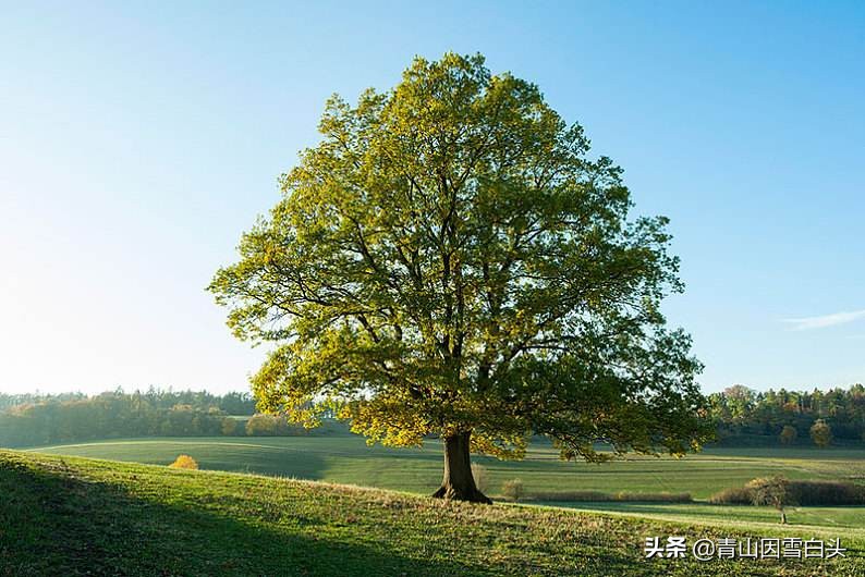 种树前景怎样,栎树种植前景如何