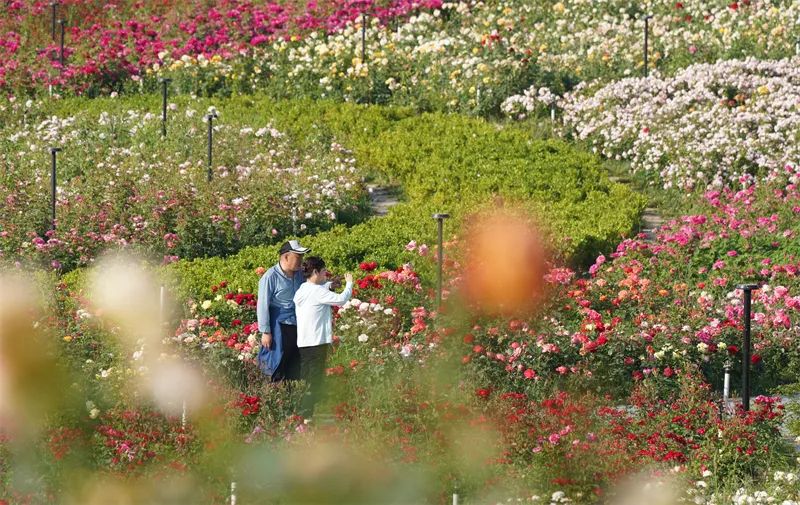 郑州520,打开520的正确方式