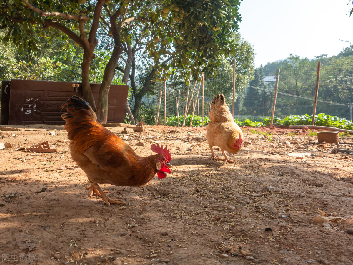 饲料中黄曲霉素超标对猪的危害,饲料中黄曲霉毒素对动物的危害