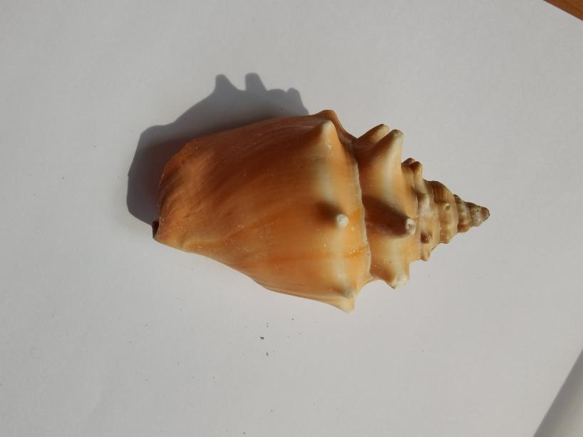 海南海鲜贝类有哪些,海南海鲜贝类