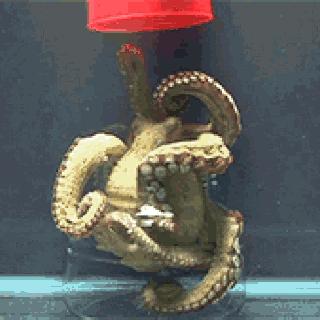 拥有三颗心脏、九个脑袋，章鱼为何沦落成了烧烤摊美味担当？