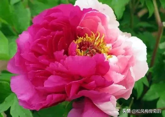 花儿朵朵开，香艳惹人爱，闻香觅花来，弄花香满衣