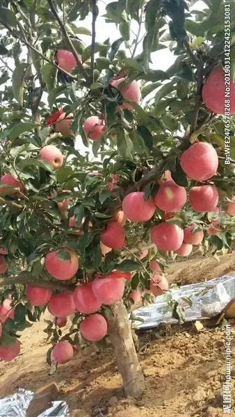 红富士苹果什么样的好吃,红富士脆甜苹果哪产的好吃