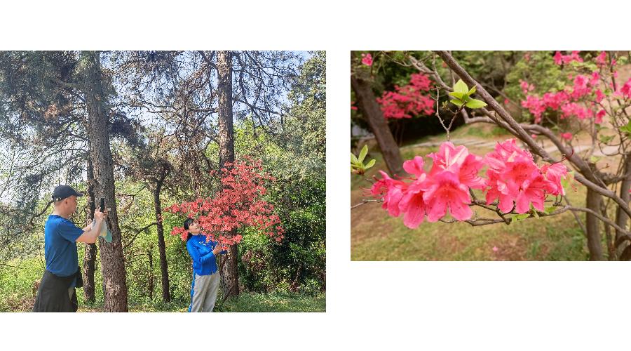 有一种春光叫杜鹃花,春天漫山遍野的杜鹃花开