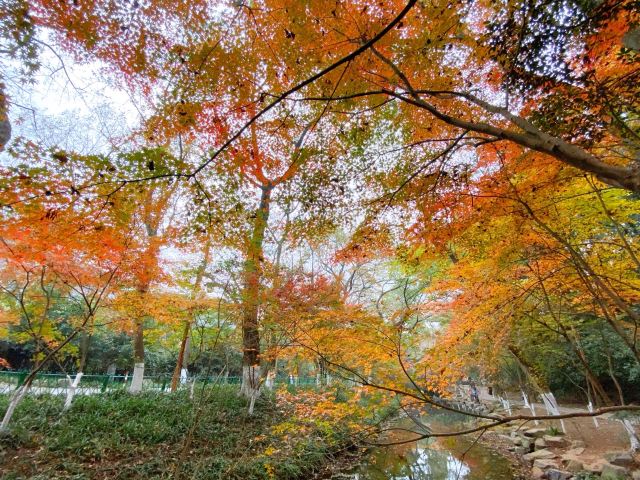 杭州周边赏秋好去处,杭州赏秋最佳攻略
