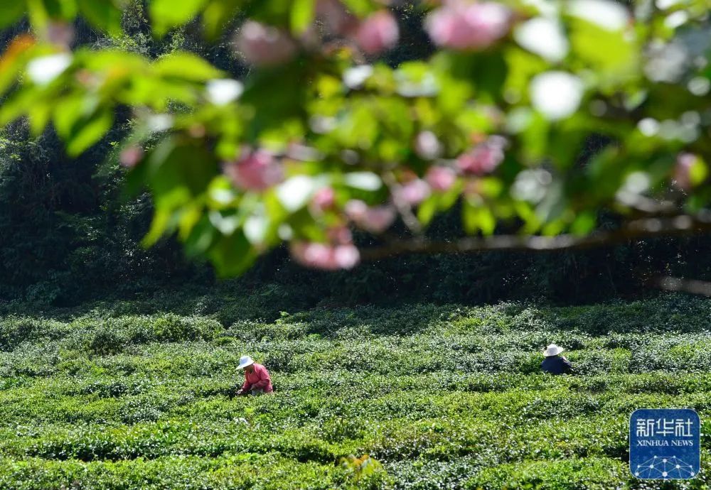 新冠肺炎的早期症状有结膜炎吗,新冠结膜炎和普通结膜炎的区别