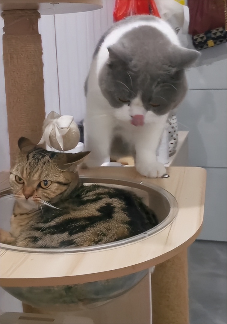 猫咪外出回来总是小心翼翼的,猫咪出走三个月后回来大变样