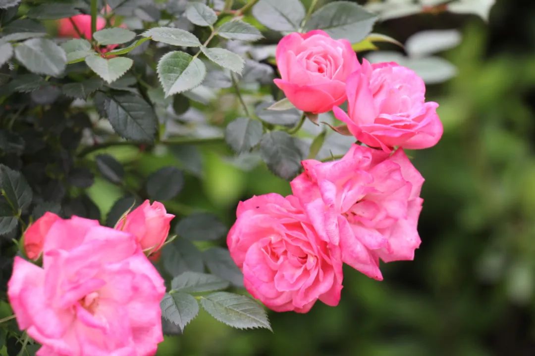 蔷薇月季和玫瑰有什么区别吗,你分得清玫瑰蔷薇和月季的区别吗