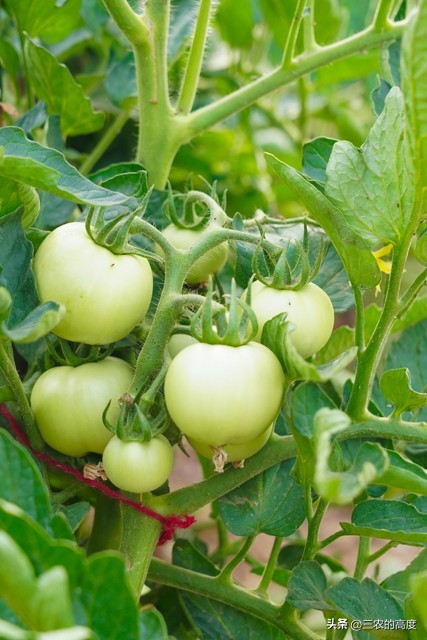 番茄怎么打叉枝才能高产稳产,番茄坐果整枝的正确方法