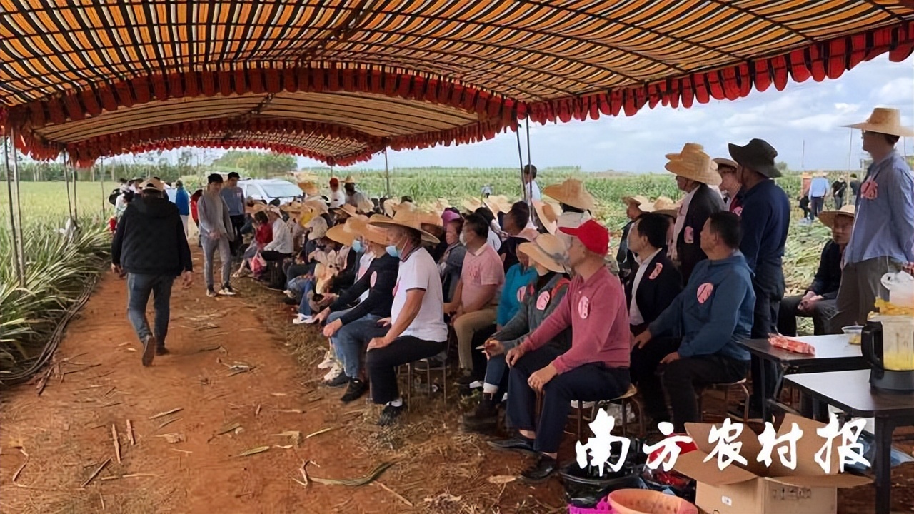 徐闻菠萝“百千直播”模式，县域电商营销培训一体化样板|数字强农“七个一百”标杆案例⑦