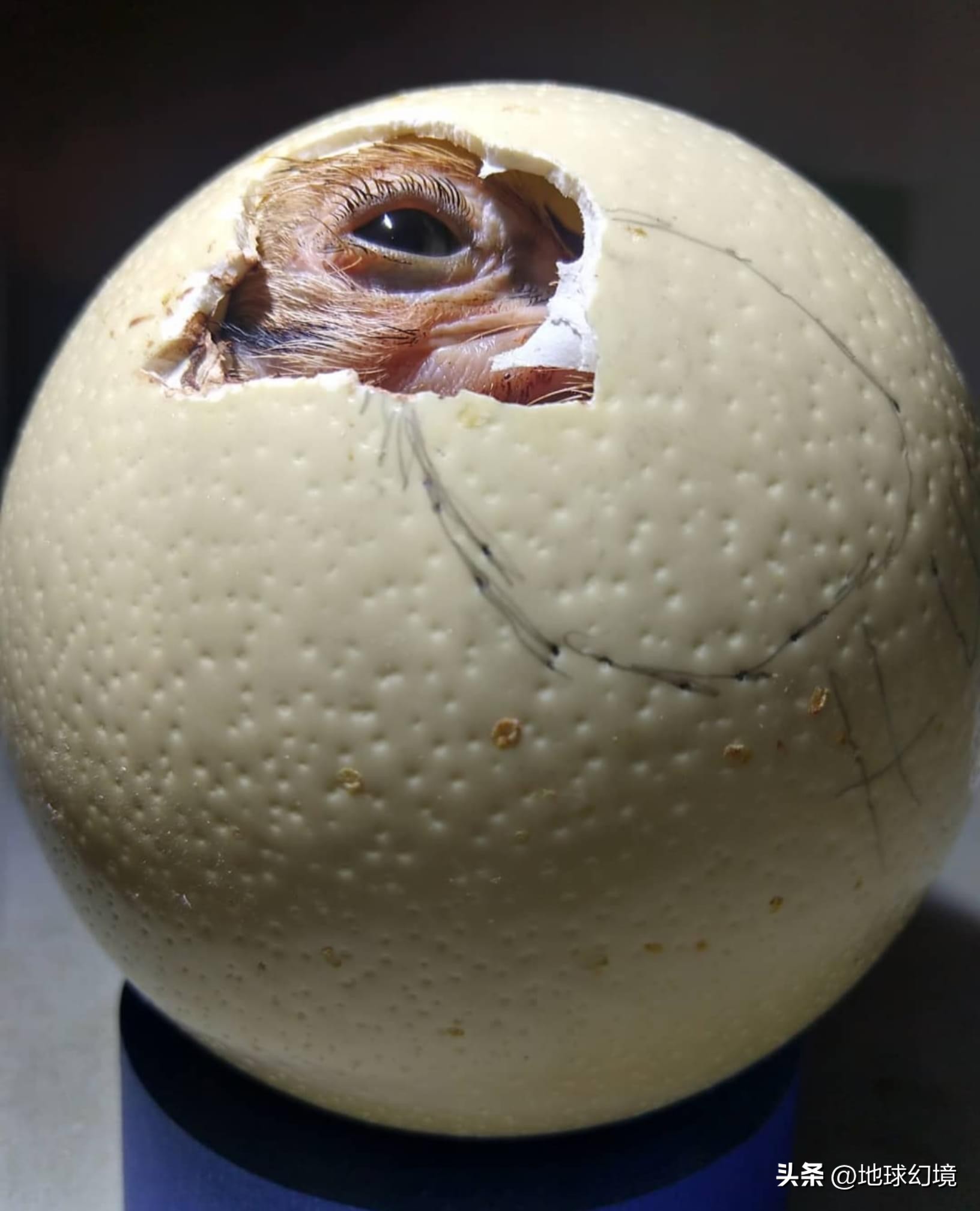 21张罕见动物照：凶狠浣熊攻击鳄鱼，巨大水蛭缠腰一圈