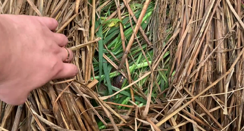 新到的黄缘闭壳龟龟苗怎么处理,黄缘闭壳龟龟苗龟粮推荐