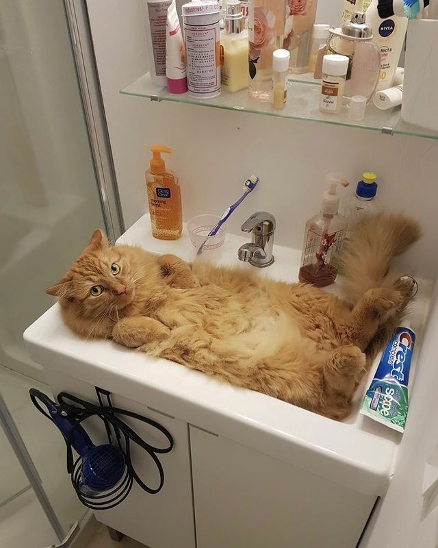 盘点那些奇怪的小猫咪搞笑的日常,盘点那些奇怪的小猫咪