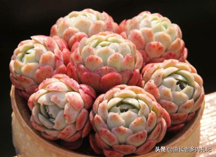 冰梅和贝瑞冬季怎么养小技巧图文,多肉贝瑞怎么度夏