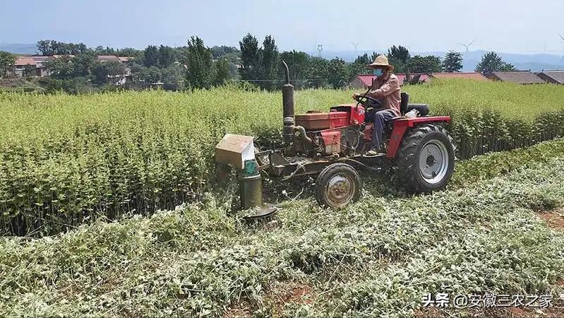 种植50亩艾草能赚多少钱,种植艾草一亩地可以收入多少