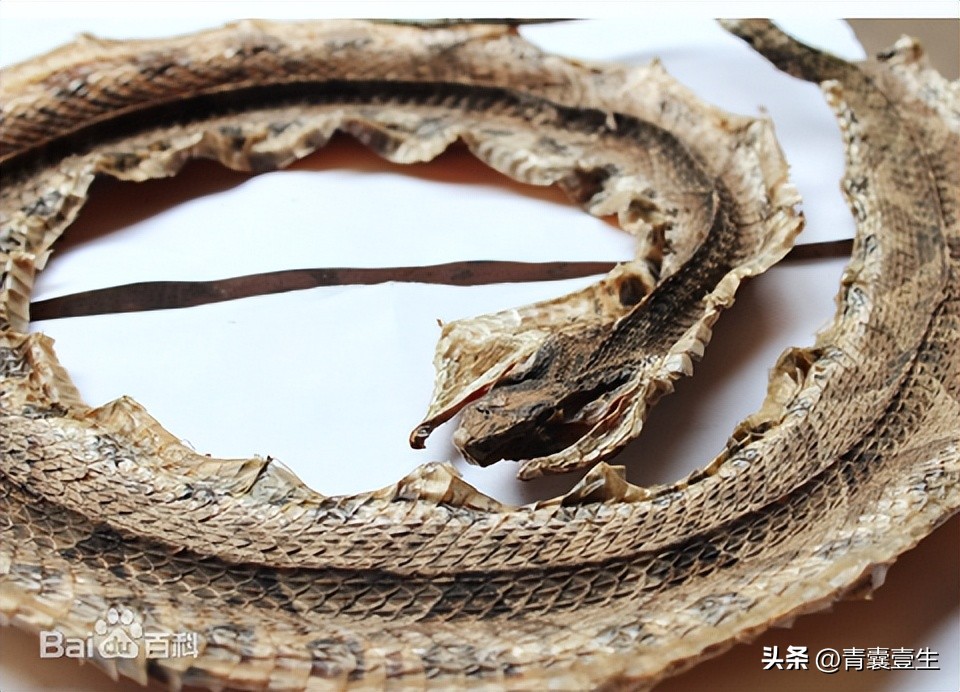 每日学本草,每日一学草药杜仲