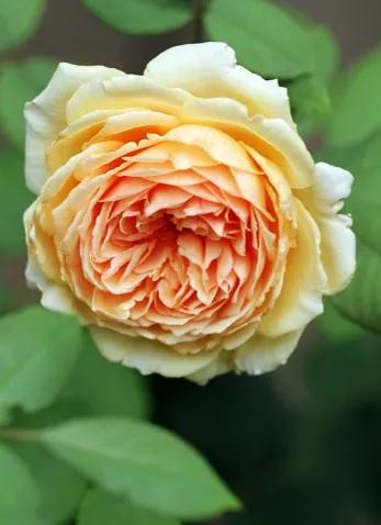 月季美图100张,妩媚动人的月季花图片