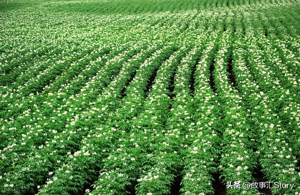 安徽夫妇在俄罗斯远东种菜,销售大白菜的时候被韩国人摆了一道