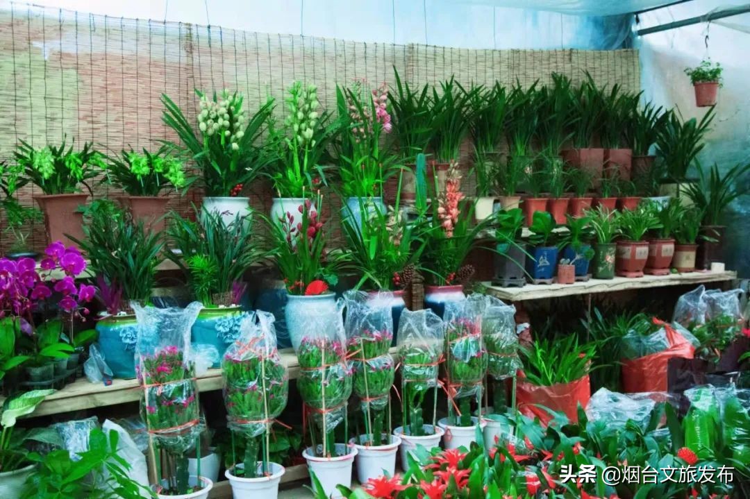 烟台祥和花鸟市场,烟台花鸟市场