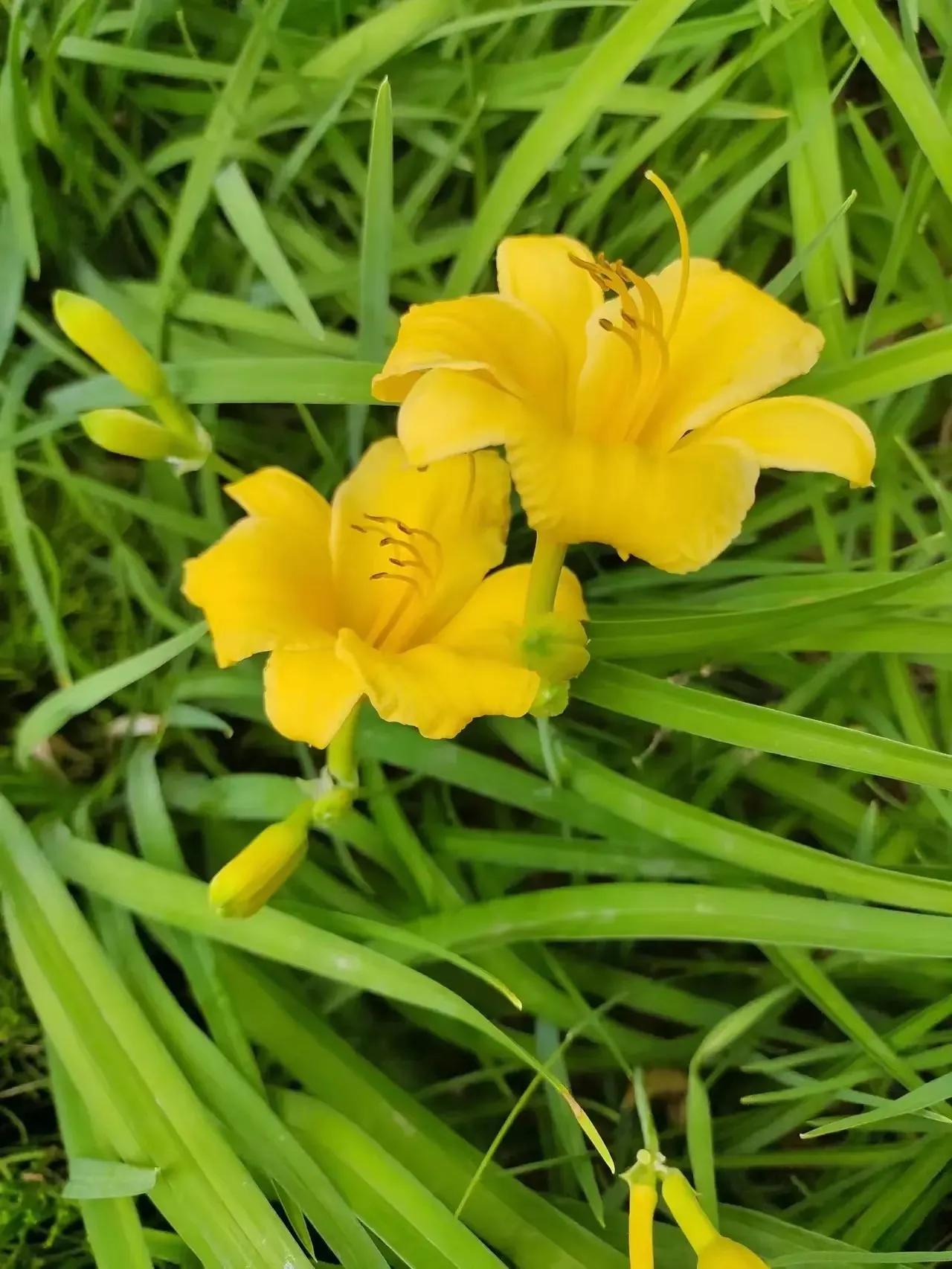 优美的萱草花,大花萱草好看的品种