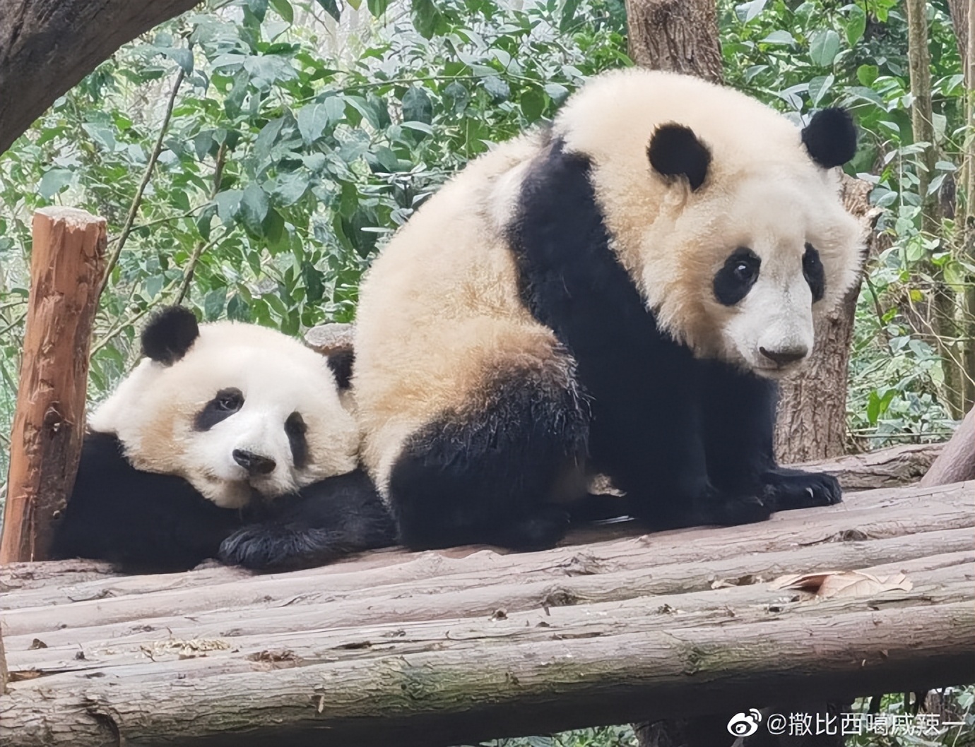 花花：接住谭爷爷给的小苹果，仿佛接住了整个世界。
