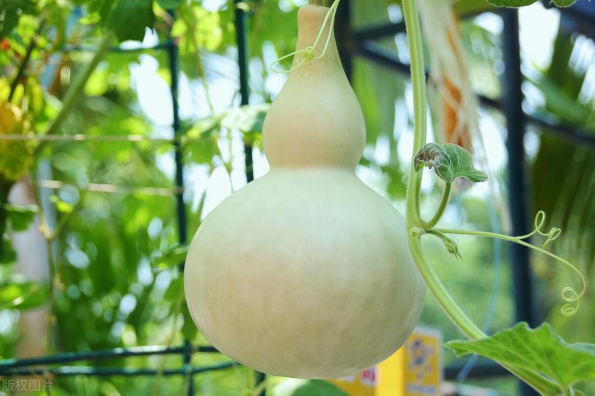 种的葫芦苗一直长不大,葫芦苗不长葫芦怎么回事