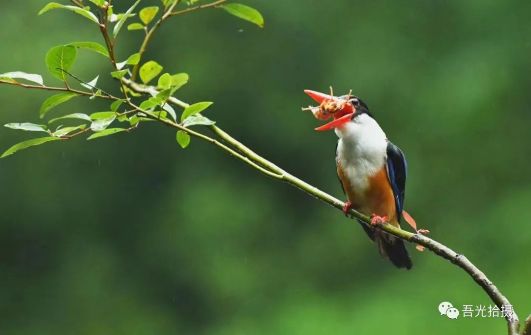 精彩绝伦作品图片,锦言精华作品