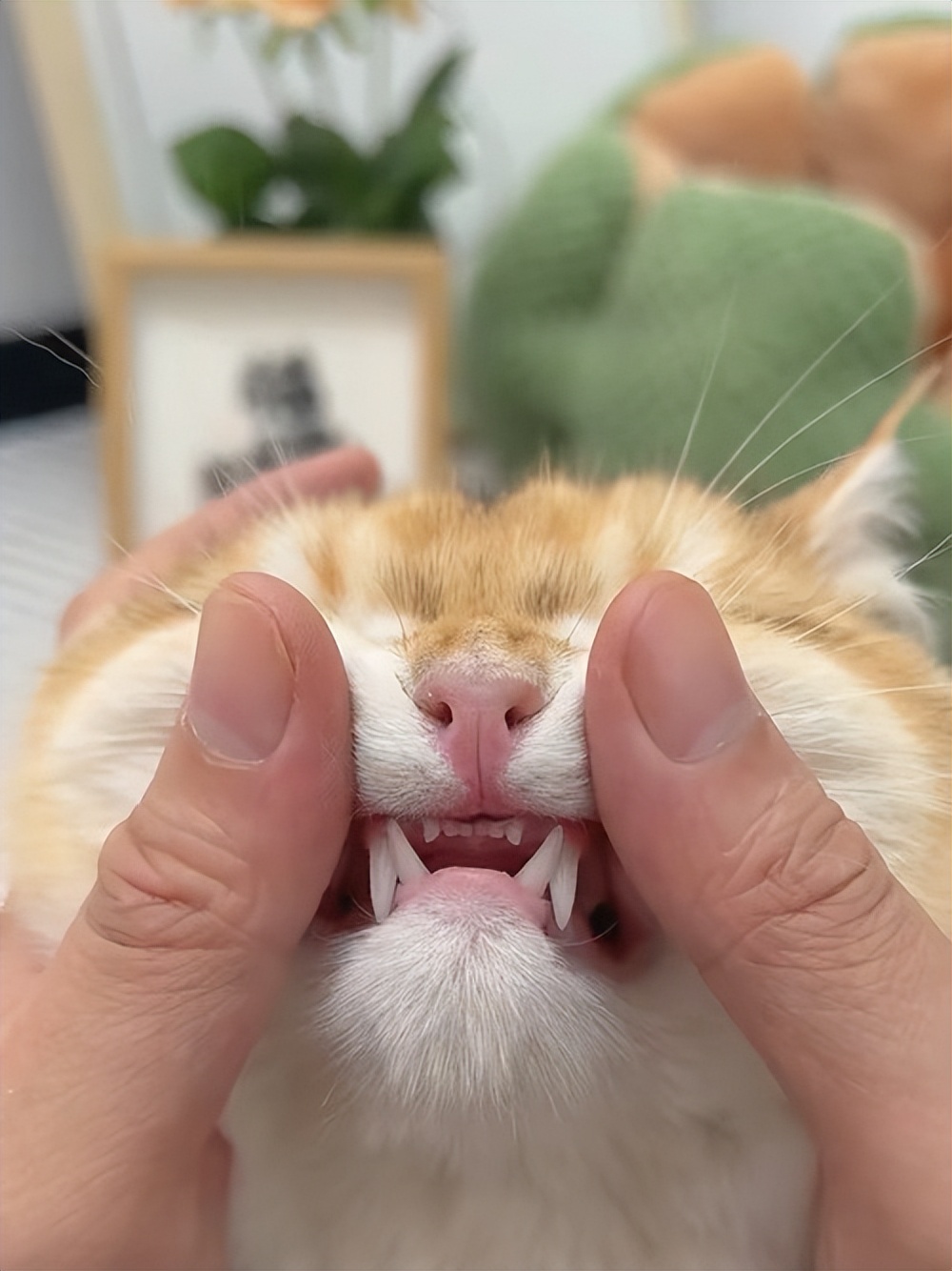 猫咪为什么突然疯了一样的咬东西,猫咪总咬东西是什么原因