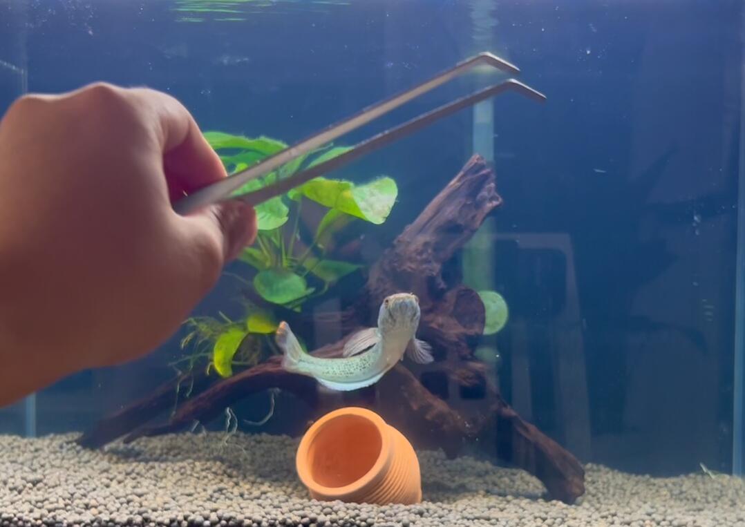 雷龙在缸里一直洗鳃是什么原因,雷龙鱼鼓鳃每次训练几分钟