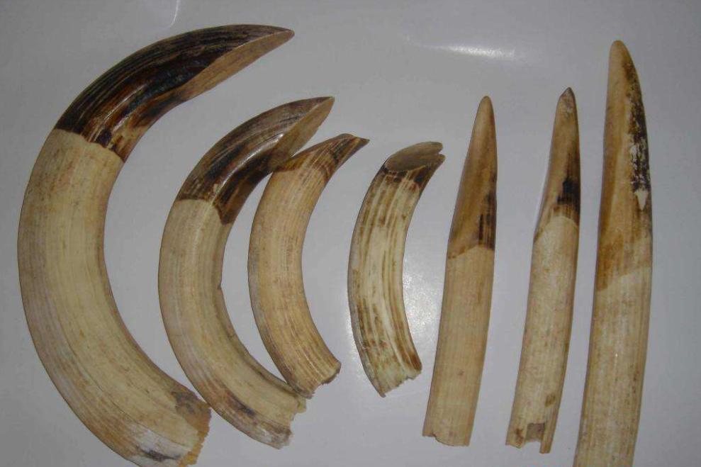 河马粪便致上万条鱼死亡,河马被粪便憋死