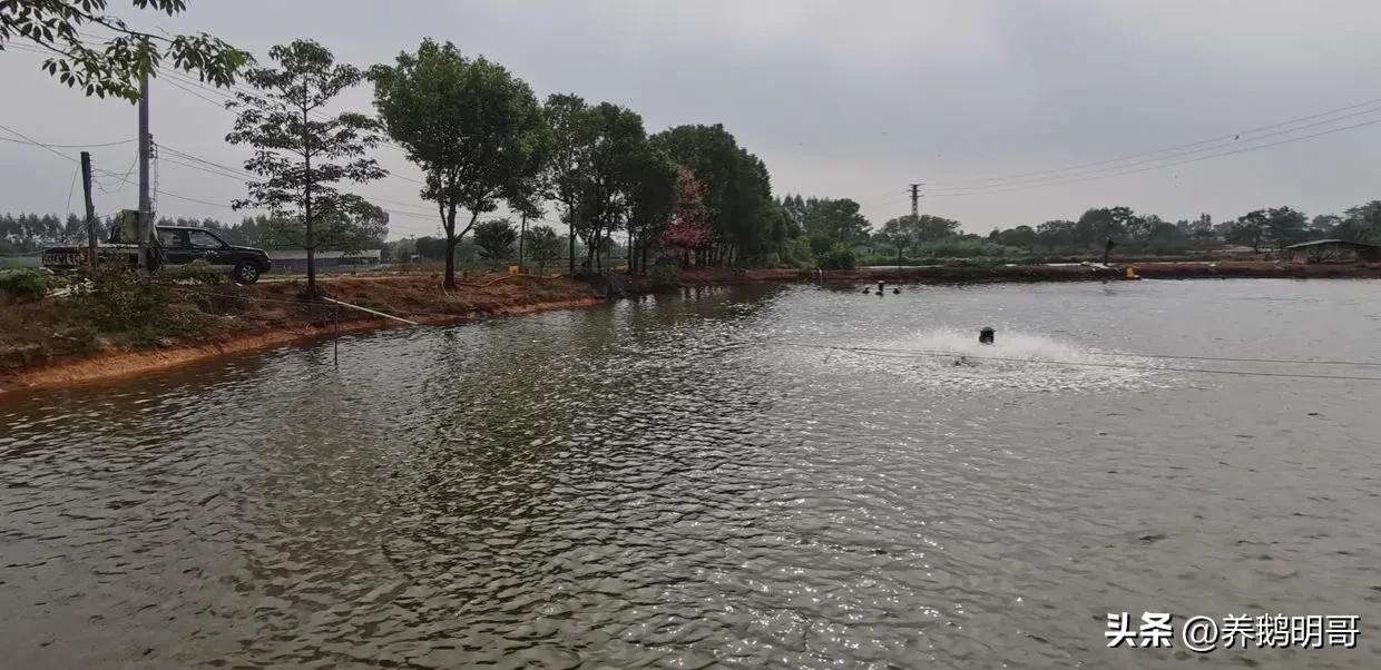 赤壁50亩鱼塘承包费一年要多少钱,25亩鱼塘承包要多少租金