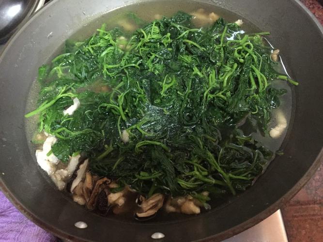 龙葵菜的功效与禁忌及食用方法,野生龙葵菜能吃不