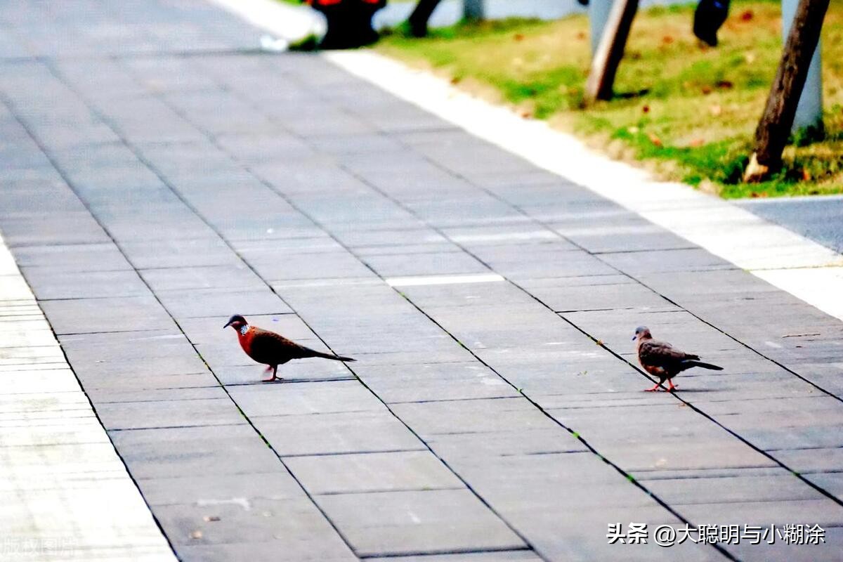 得瑟的鸭子,神气的鸭子绘本