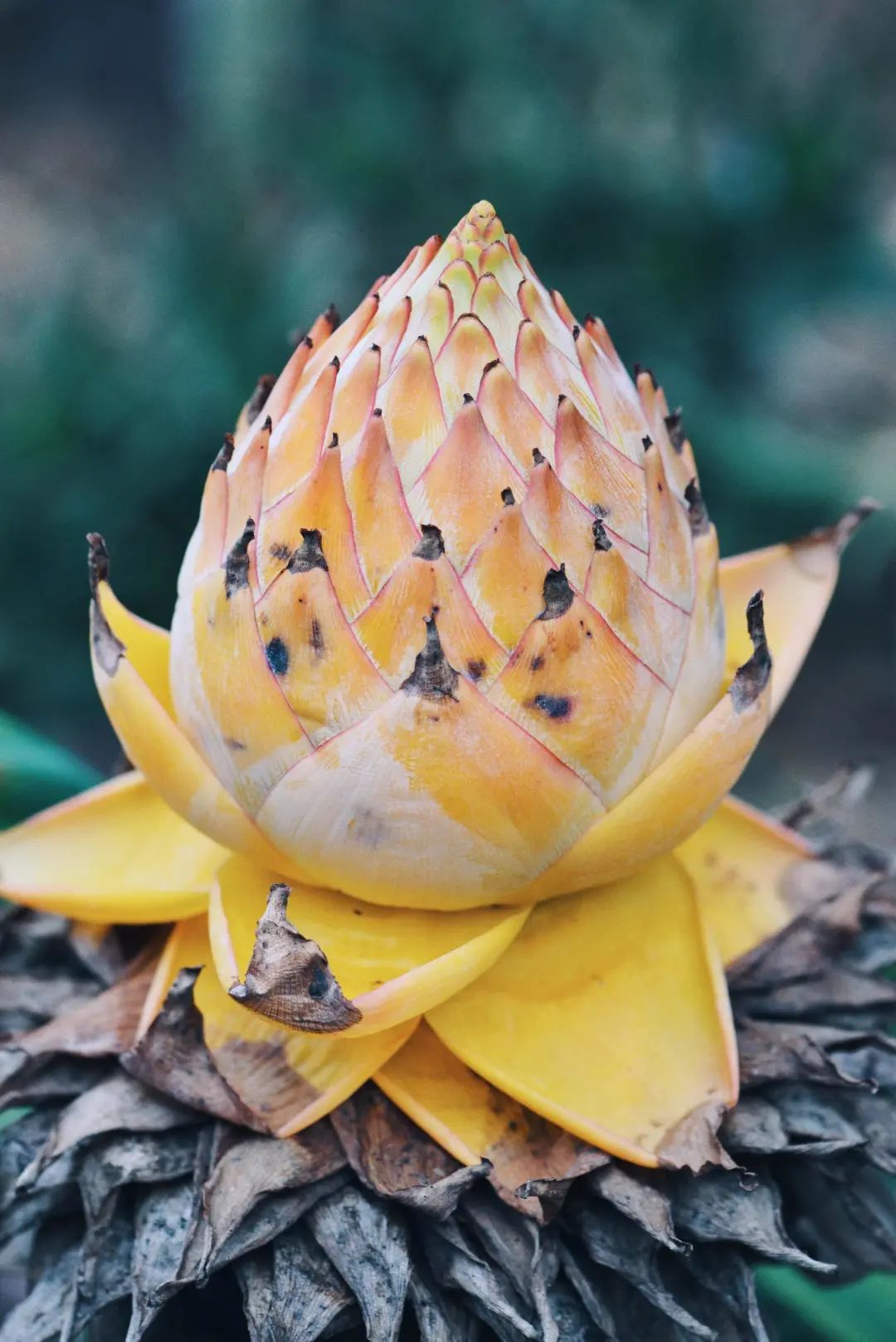 东南亚风情版纳攻略,西双版纳东南亚游