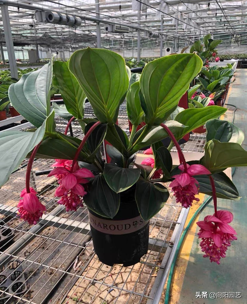 宝莲灯批发基地多少钱一盆,黄土岗宝莲灯花批发多少钱一盆