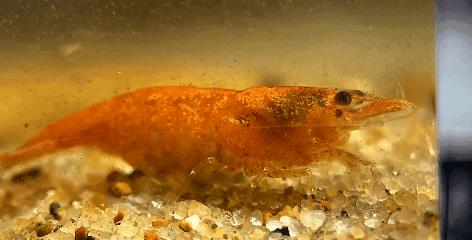 在卧室造一片弱肉强食的危险雨林，会打雷还真的会下雨