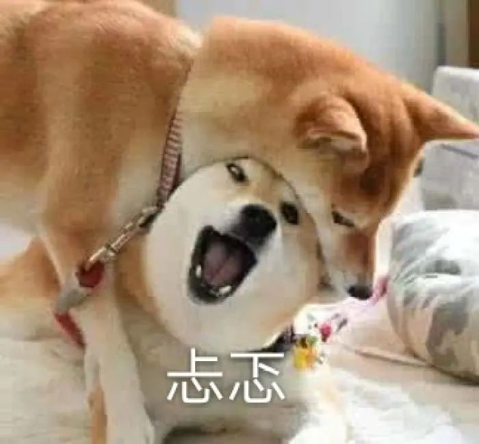 狗狗驱虫后呕吐是正常现象,狗狗昨天一直呕吐今天状态好点了